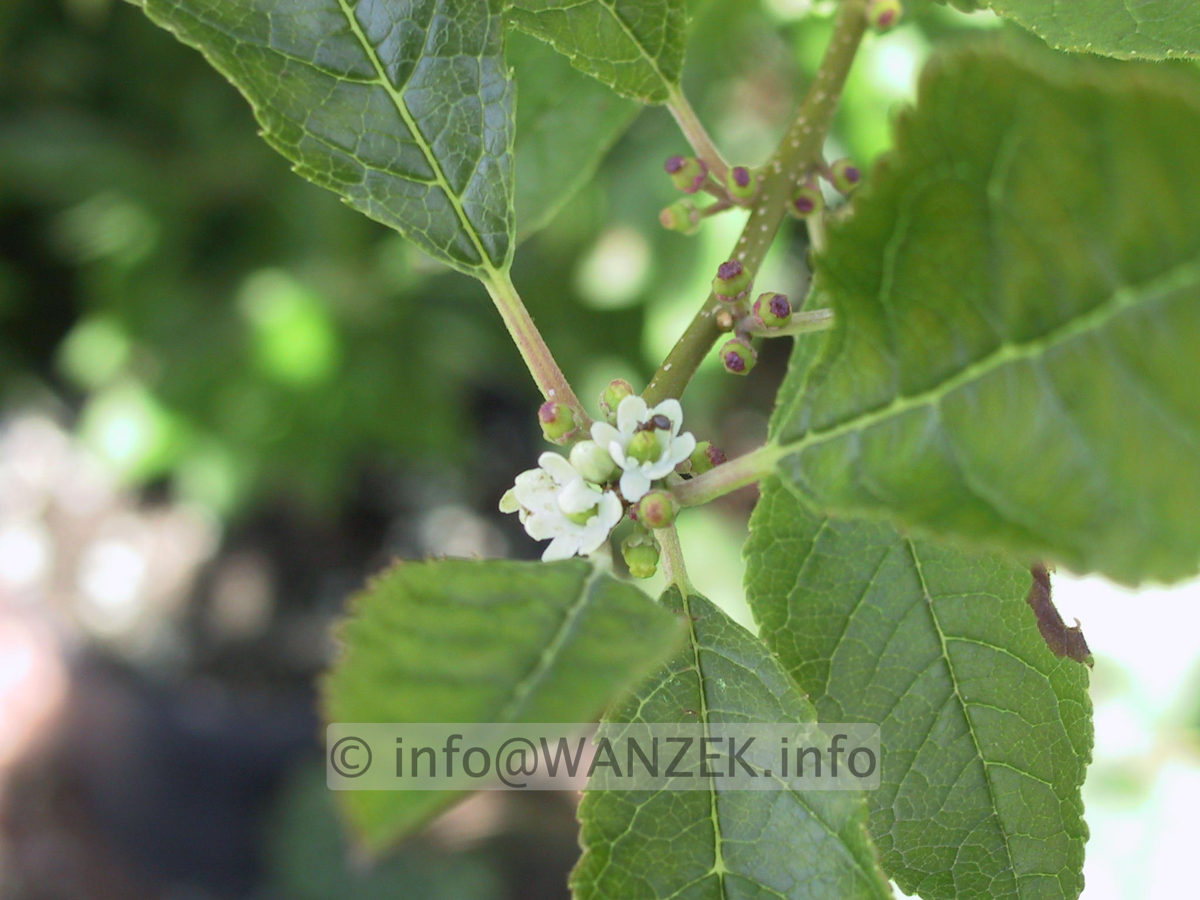 Ilex verticillata (female) Weiblich 05.JPG